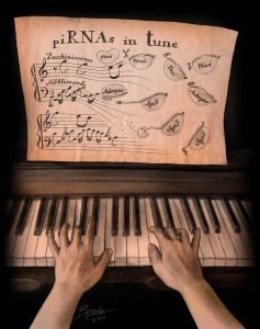Read more about the article A Melody Played by Two Hands