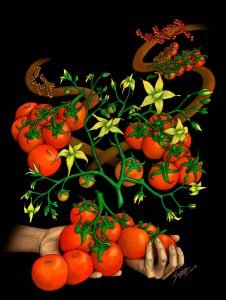 Read more about the article A Perfect Tomato Plant
